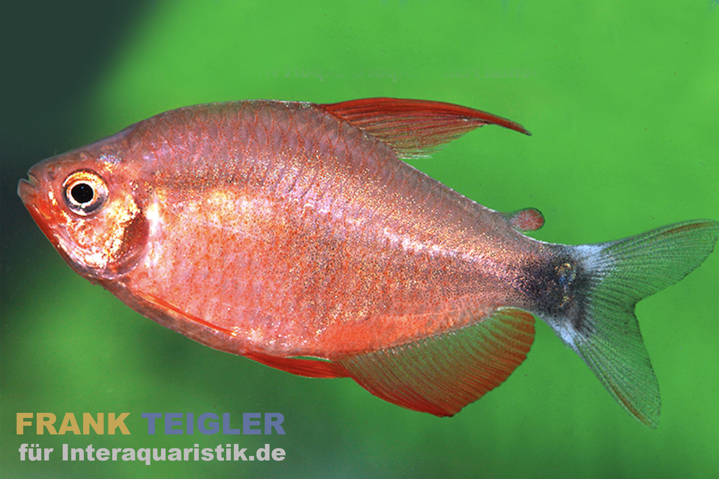 Peugeot-Salmler, Hyphessobrycon peugeotorum, DNZ